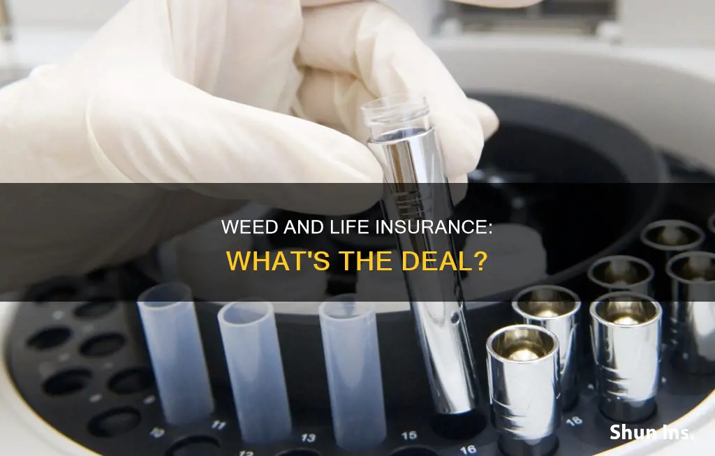 does life insurance check for weed