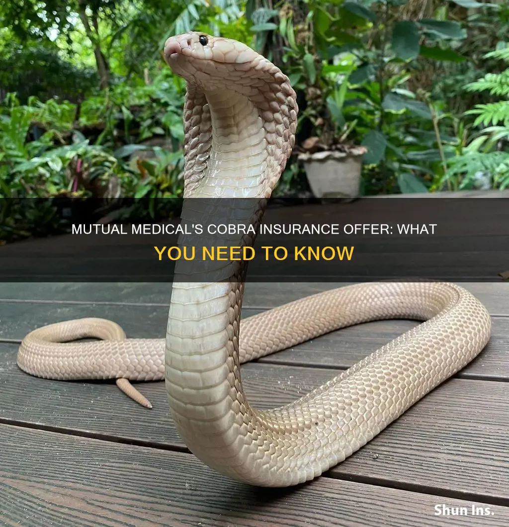 does mutual medical offer cobra insurance