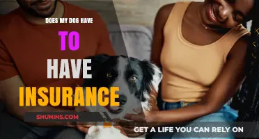 Should You Get Pet Insurance for Your Dog? Pros and Cons
