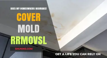 Home Insurance: Does It Cover Mold Removal?