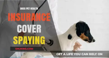 Does Pet Health Insurance Cover Spaying? What Owners Need to Know