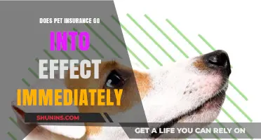 Pet Insurance: Immediate Coverage for Your Furry Friends