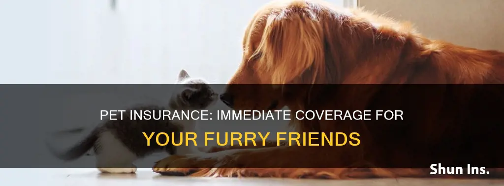 does pet insurance go into effect immediately
