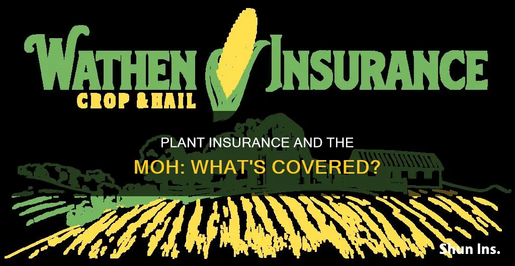 does plant insurance go into moh