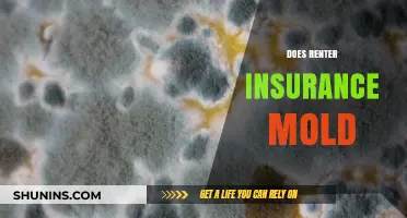 Does Renter's Insurance Cover Mold Damage? What You Need to Know