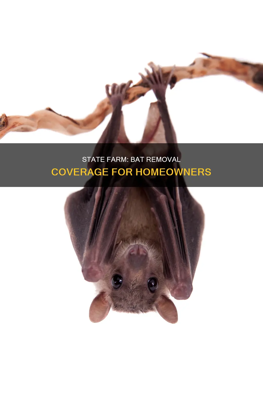 does state farm homeowners insurance cover bat removal