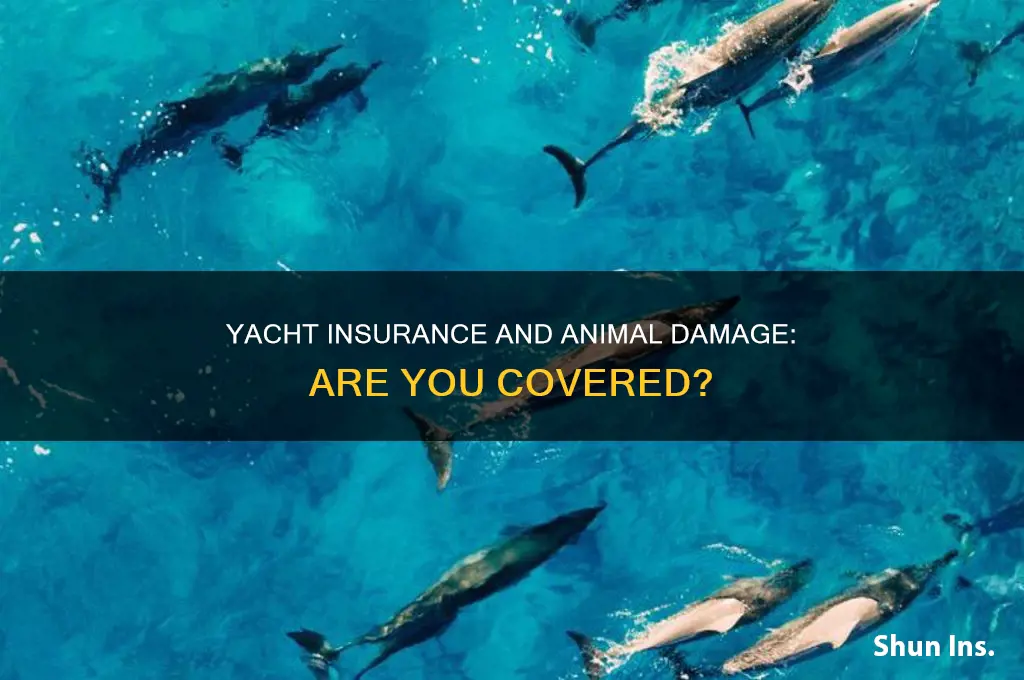 does yacht insurance normally exclude animal damage