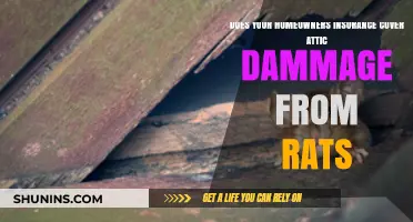 Home Insurance: Does It Cover Attic Damage by Rats?