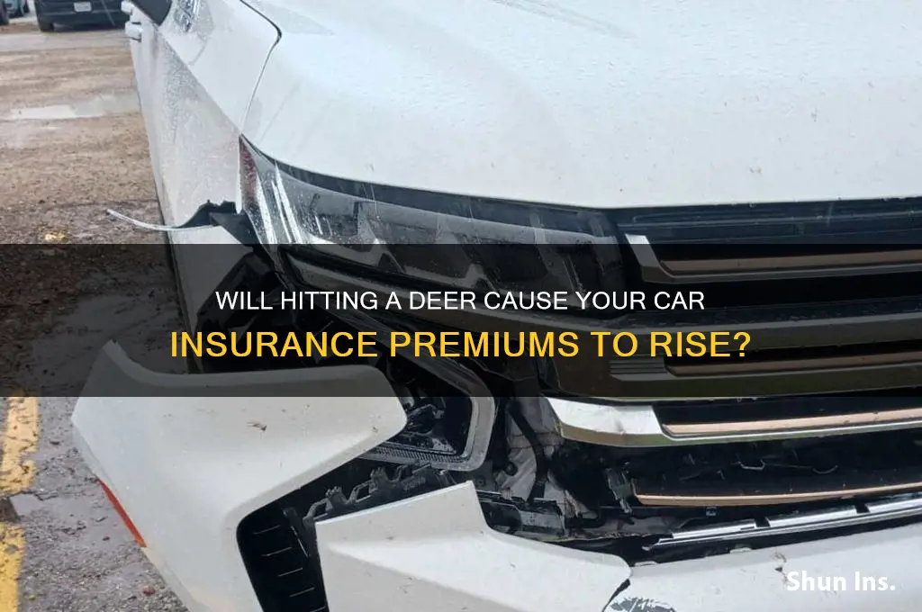 does your insurance increase after hitting a deer