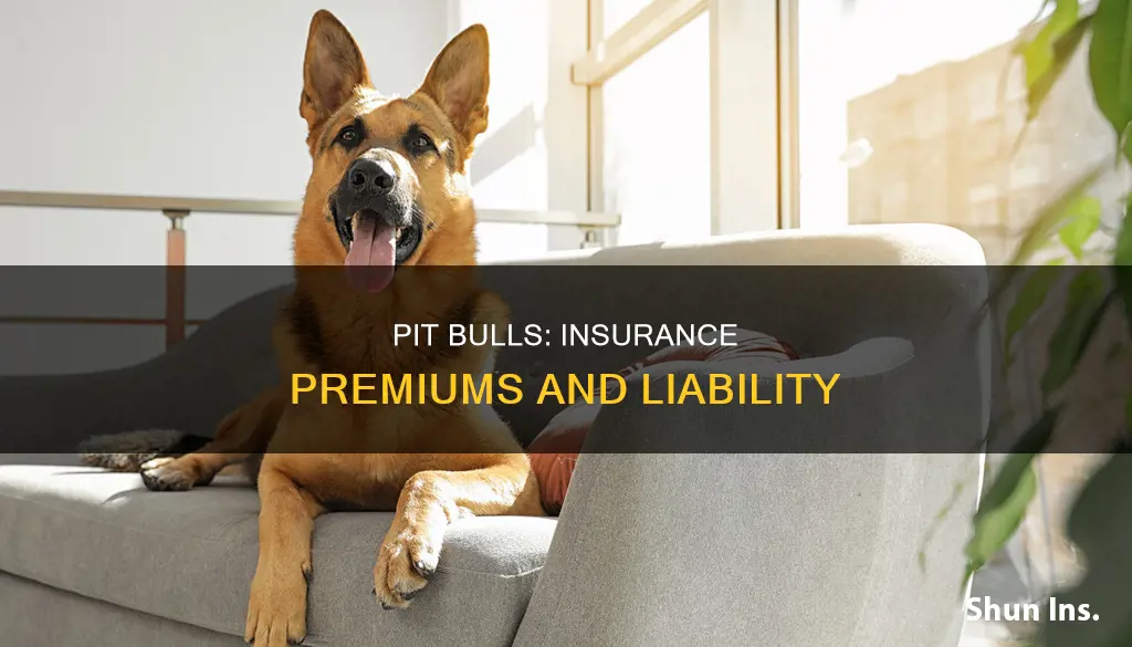 does.owning a pit bull make insurance go up