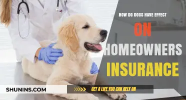 Dog Ownership: Insurance and Homeowner's Guide
