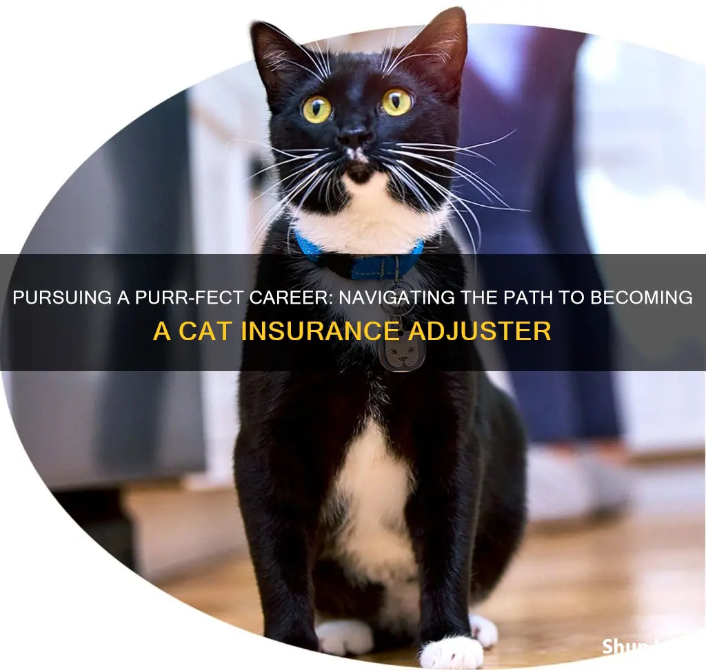 how do I become a cat insurance adjuster