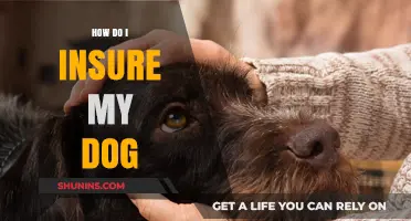 Protect Your Furry Friend: A Guide to Insuring Your Dog