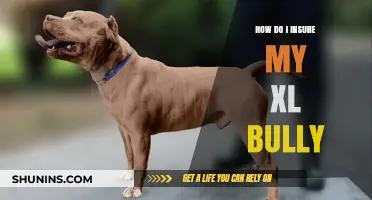 Insuring Your XL Bully: Comprehensive Guide to Pet Insurance Options