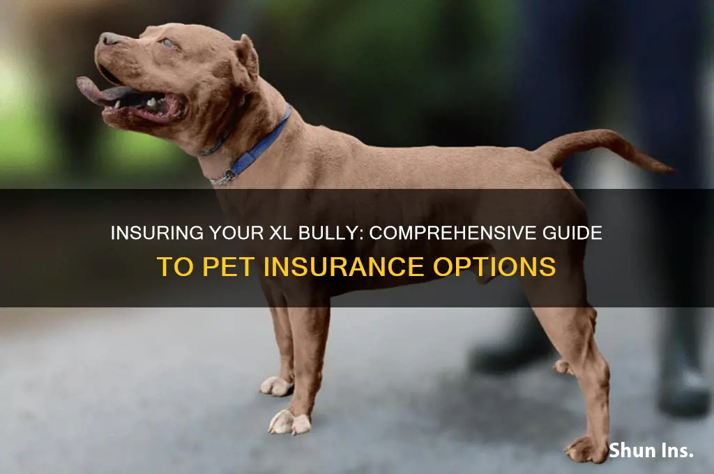 how do i insure my xl bully