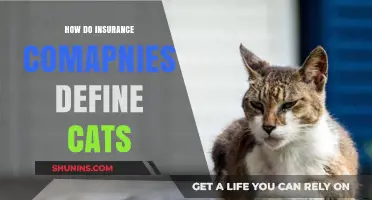 Understanding How Insurance Companies Categorize and Define Cats