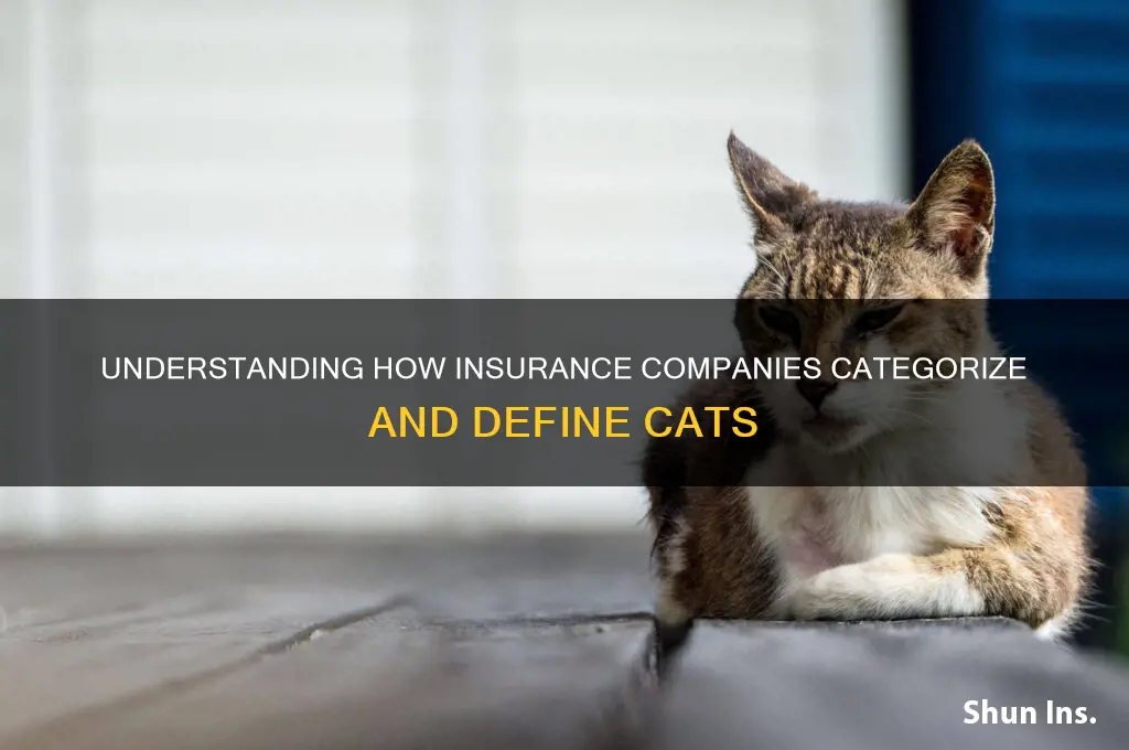 how do insurance comapnies define cats