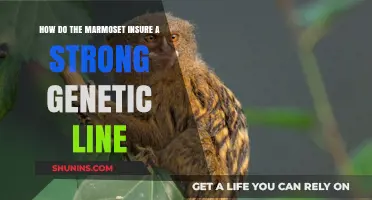Marmoset Breeding Strategies: Ensuring Genetic Strength and Diversity