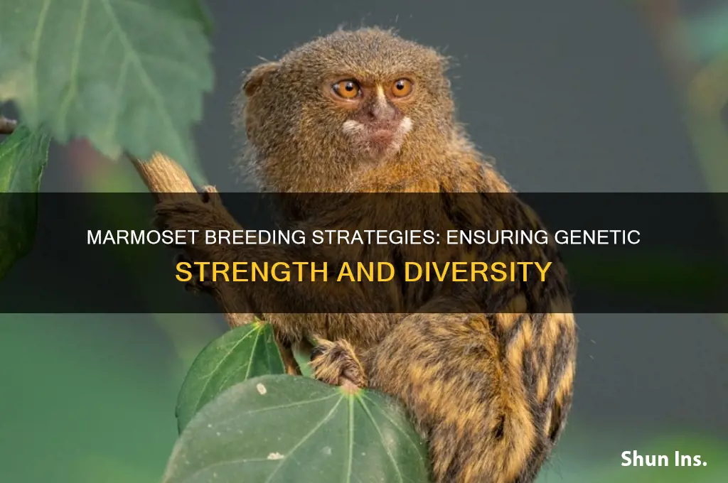 how do the marmoset insure a strong genetic line