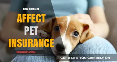Pet Insurance: Age-Related Factors and Your Furry Friend