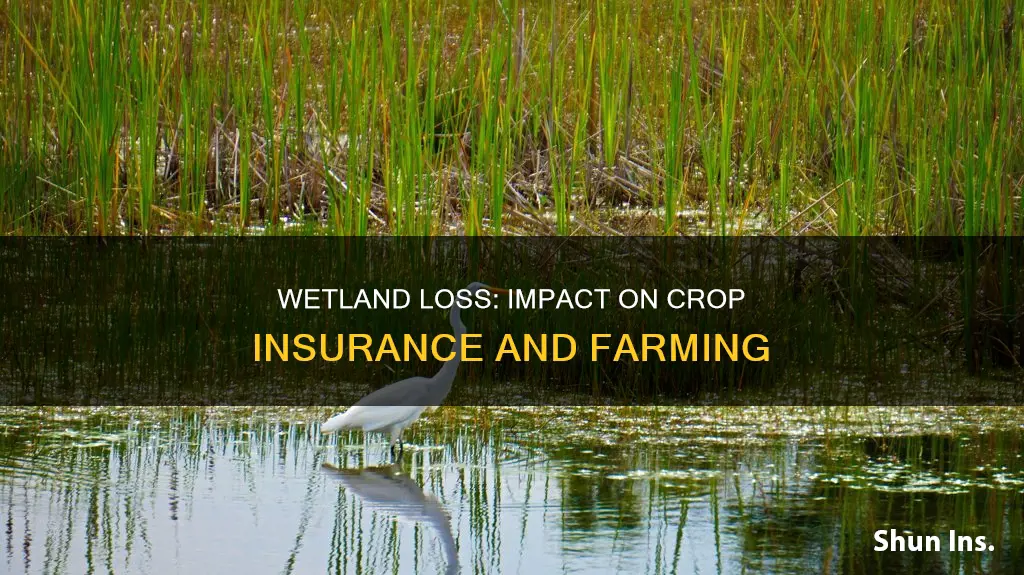 how does clearing wetlands affect crop insurance