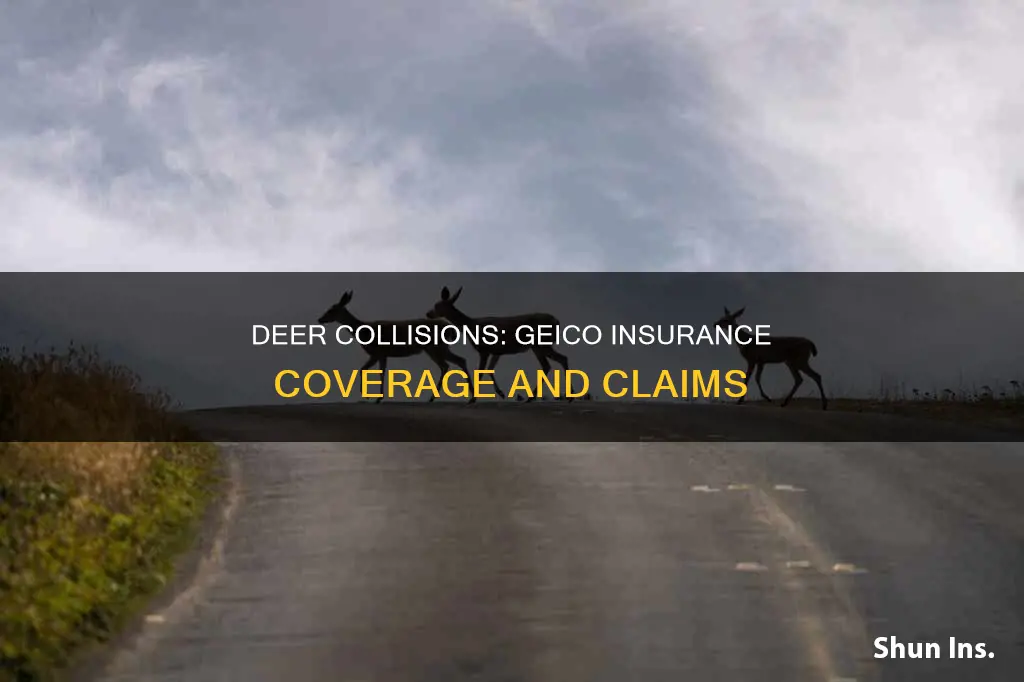how does hitting a deer affect insurance geico