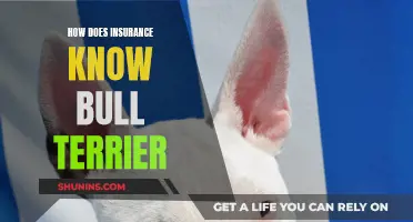 Unraveling the Mystery: How Insurance Companies Assess Bull Terriers