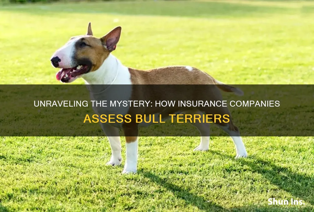 how does insurance know bull terrier