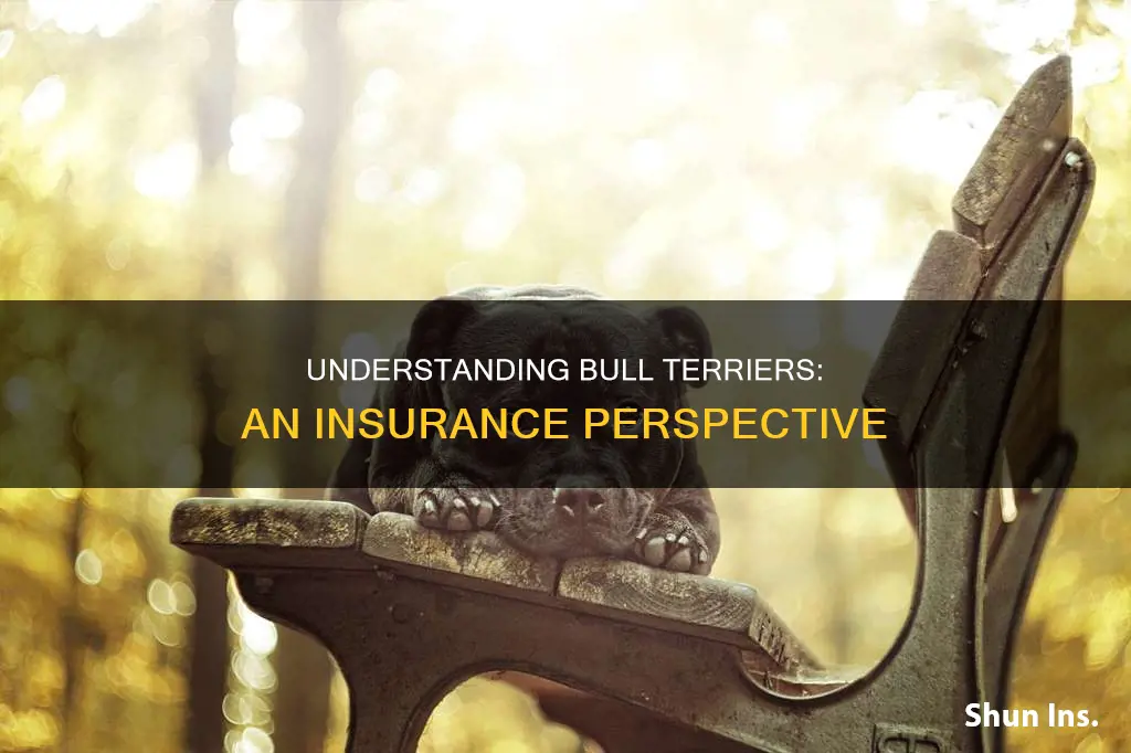 how does insurance know bull terrier