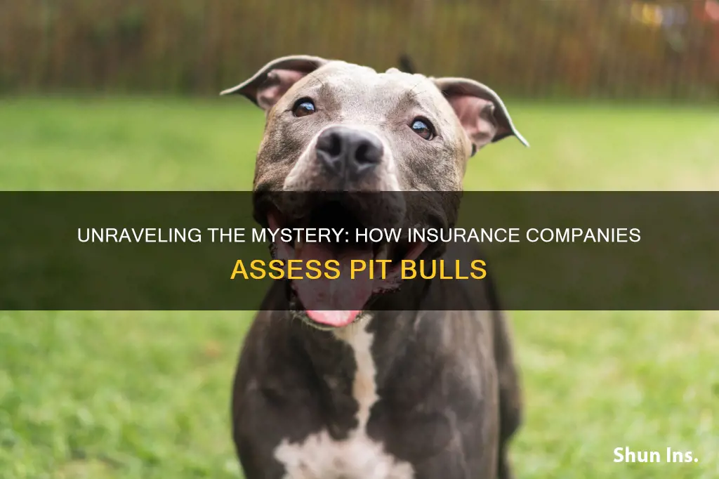 how does insurance know pit bull