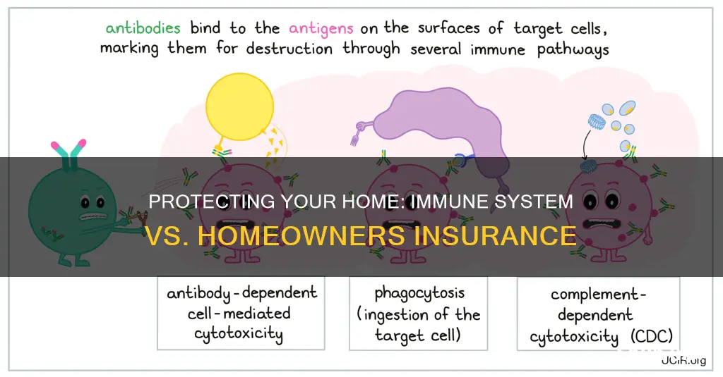 how does the immune system correspond to homeowners insurance