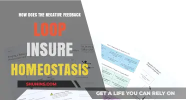 Negative Feedback Loop: The Key Mechanism Maintaining Homeostasis in Biology