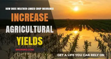 Weather-Linked Crop Insurance: Boosting Agricultural Yields Through Risk Mitigation
