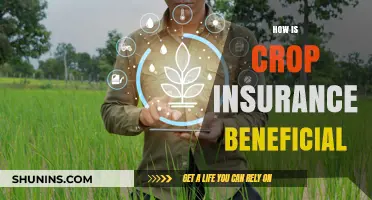 Crop Insurance: Securing Farmers' Livelihoods and Ensuring Food Security