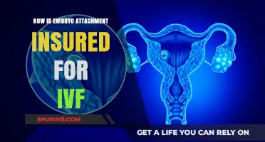 Ensuring Successful Embryo Attachment in IVF: Key Strategies and Techniques