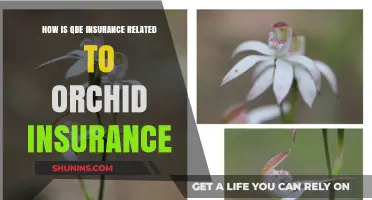 QBE Insurance and Orchid Insurance: Understanding Their Strategic Partnership