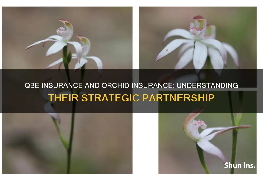 how is qbe insurance related to orchid insurance
