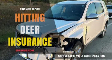 Report Deer Collision to Insurance: How Soon is Now?