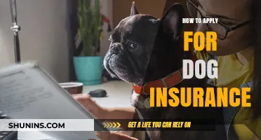 Dog Insurance: How to Apply and Get Covered