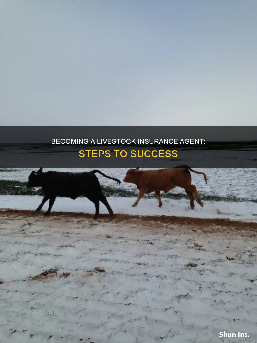 how to become a livestock insurance agent