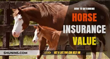 Determining Horse Insurance Value: A Comprehensive Guide for Equine Owners