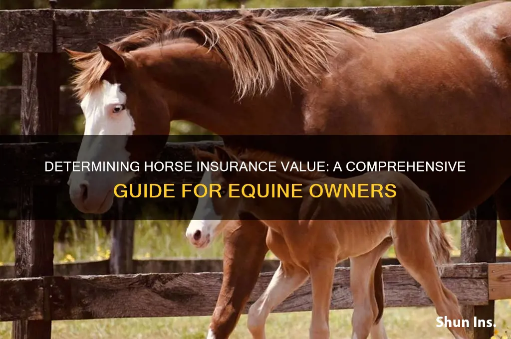 how to determine horse insurance value