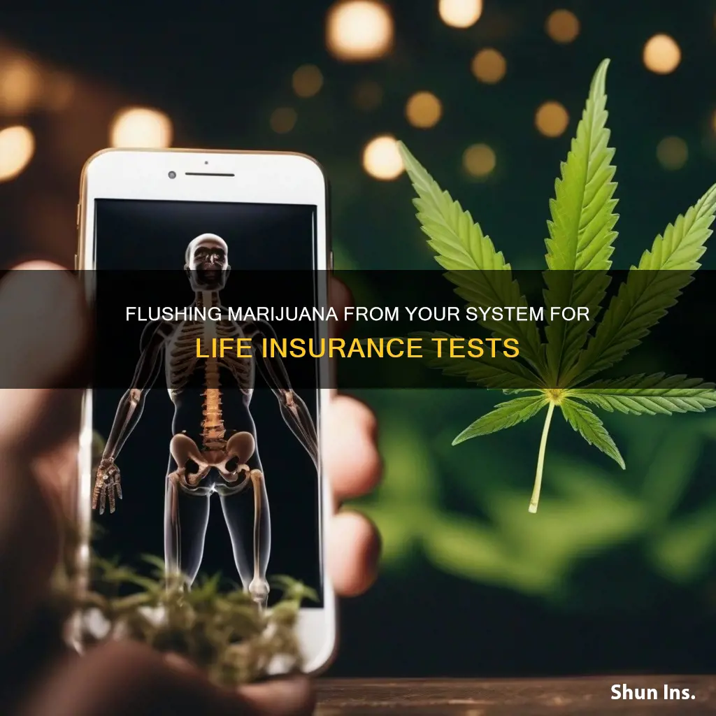 how to flush marijuana from system for life insurance test