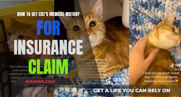 Obtaining Your Cat's Medical Records for Insurance Claims