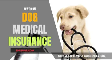 Dog Medical Insurance: What You Need to Know