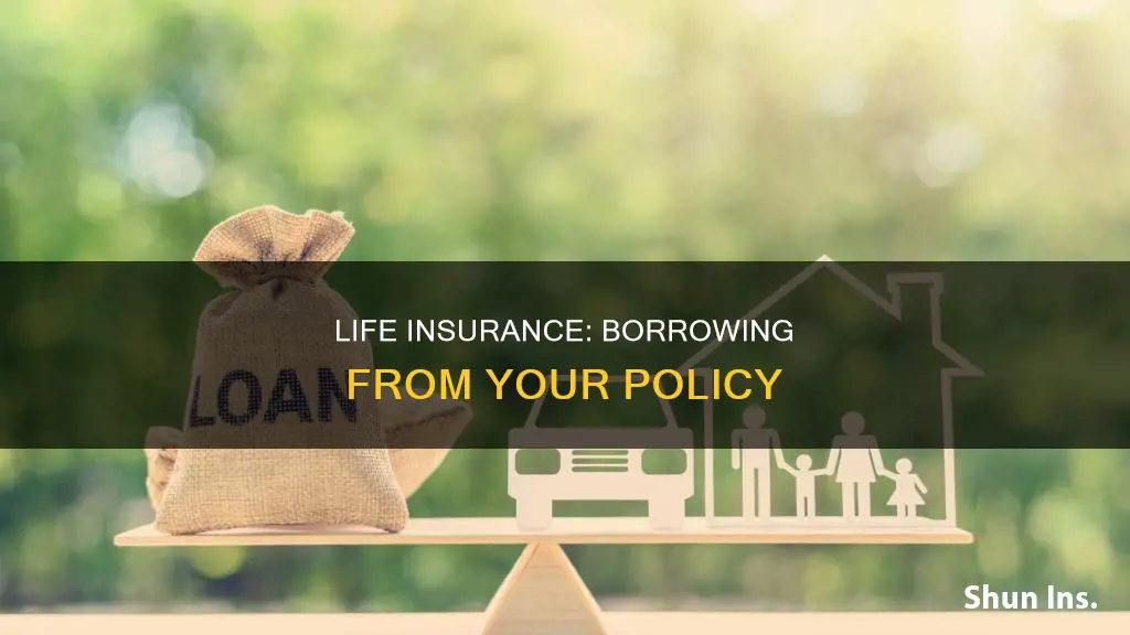 how to get life insurance and borrow from it