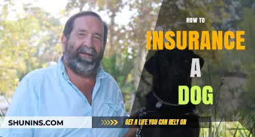 Essential Guide to Choosing the Right Dog Insurance for Your Pet