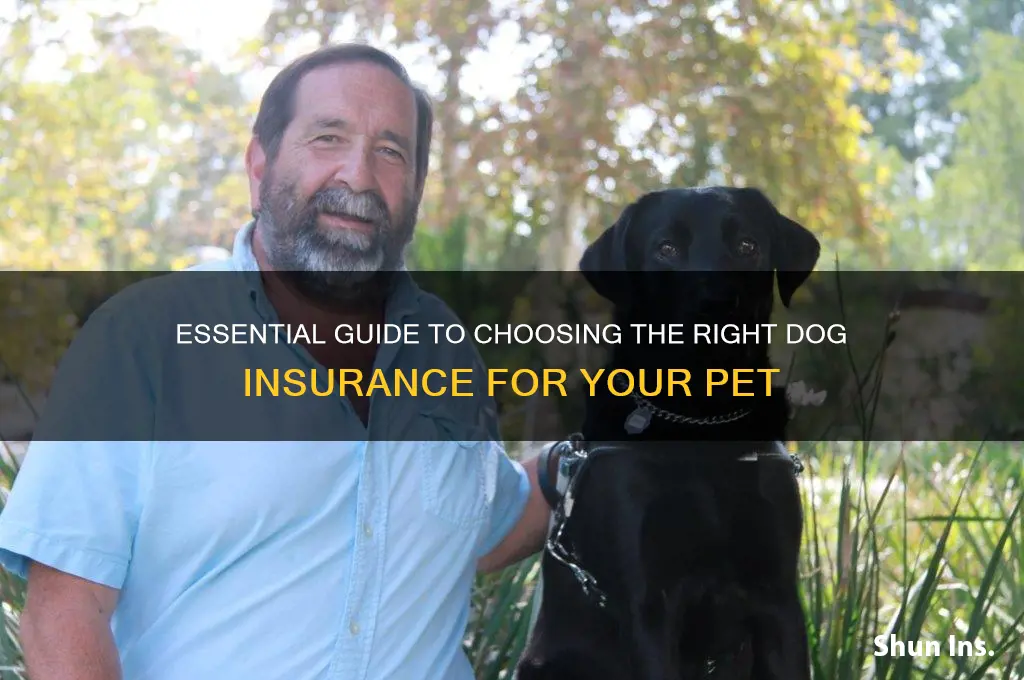 how to insurance a dog