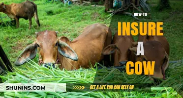 Protect Your Livestock: A Comprehensive Guide to Insuring Your Cow