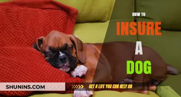 Protect Your Furry Friend: A Guide to Insuring Your Dog
